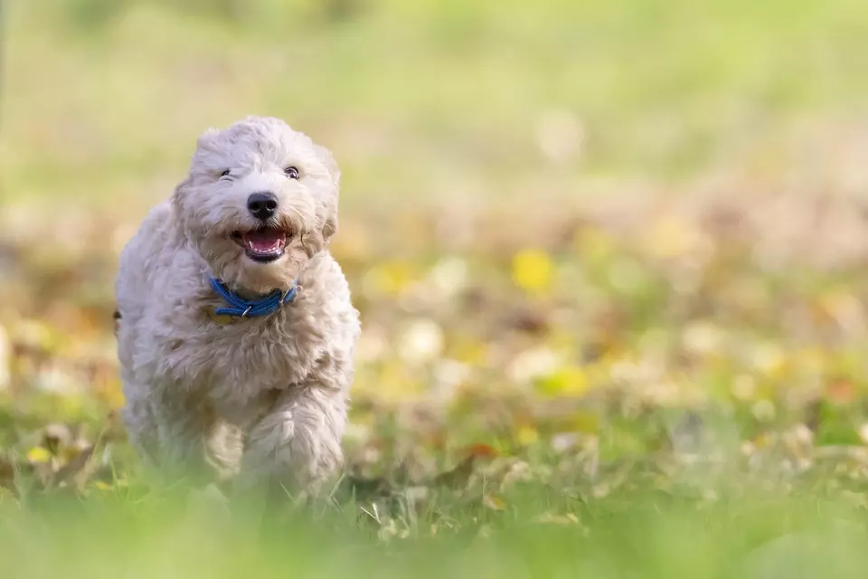 VeterinarskaambulantazamaleživotinjeTrn5