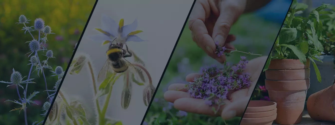 Uzgajanje začinskog i ljekovitog bilja