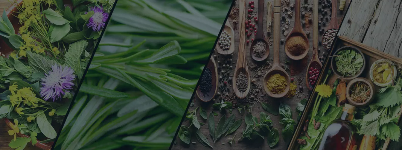 Uzgajanje začinskog i ljekovitog bilja