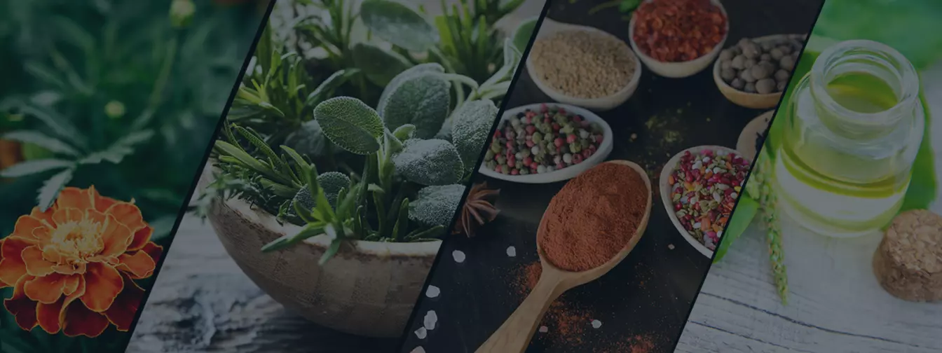 Uzgajanje začinskog i ljekovitog bilja