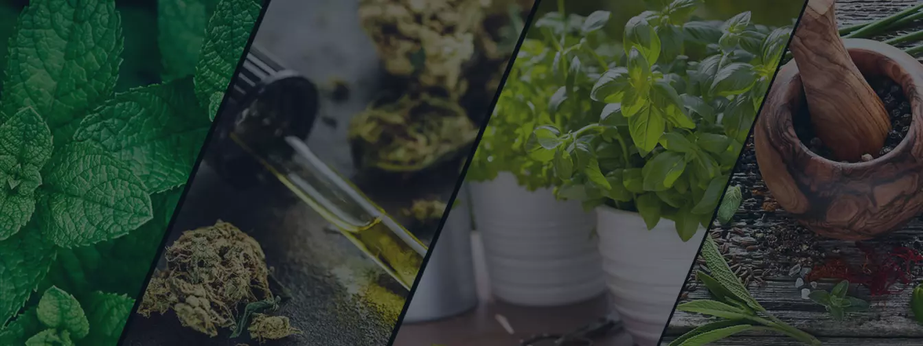 Uzgajanje začinskog i ljekovitog bilja